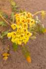 USA, California, Imperial Sand Dunes Recreation Area. Close-up of brown-eyed primrose flowers. Art Print